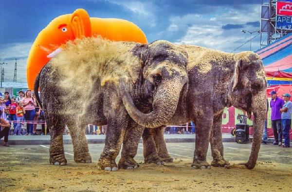 Слонов, застрявших в пермском цирке, научили рисовать кистью и  красками