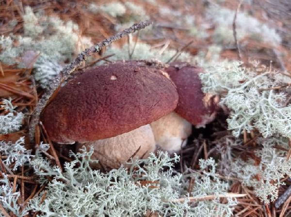 Где в Пермском крае самые грибные места, и от чего зависит грибной сезон