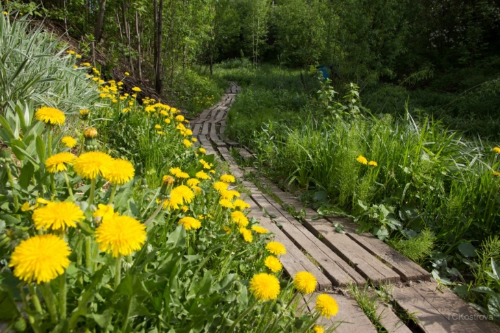 Сад Соловьев Пермь Фото