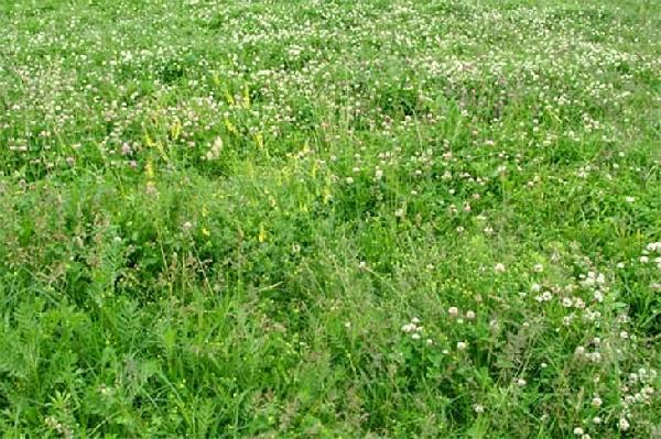 В Перми появятся «естественные» газоны. Где они будут находится