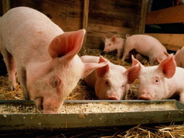 В Пермском крае впервые выявлен случай заражения свиней африканской чумой