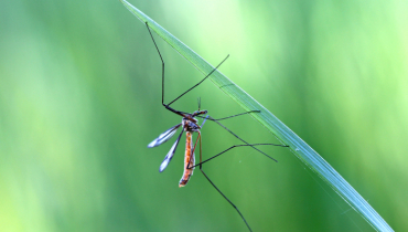 Из-за сухого лета в Пермском крае стало меньше комаров