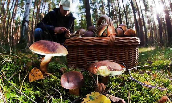Пермские активисты рассказали о местах, где опасно собирать грибы