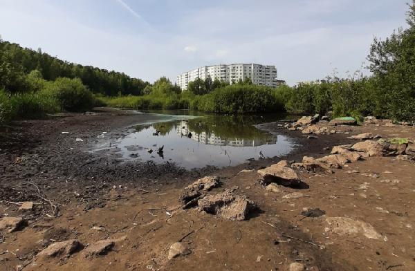 Экологи выяснили причину пересыхания утиного болота в Перми