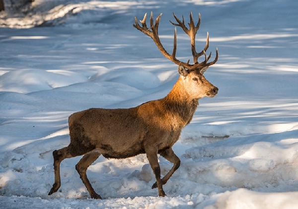 С наступлением зимы в Прикамье не прекратились ДТП с участием животных