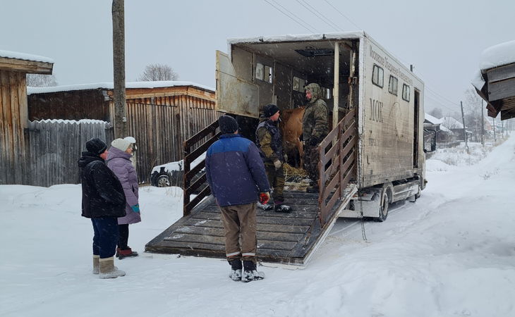 В Прикамье активисты создали приют для спасенных от бойни лошадей