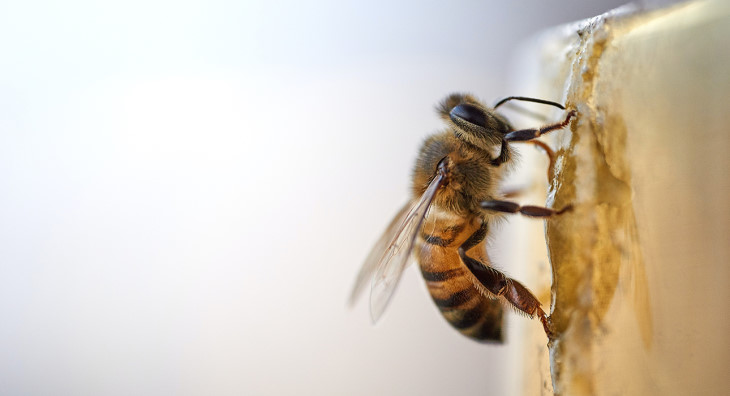 В Пермском крае Россельхознадзор расследует массовую гибель пчел