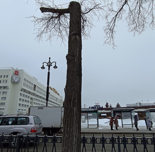 На их месте будут произведены компенсационные посадки.