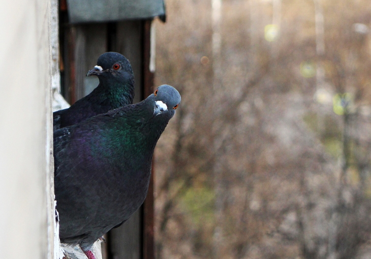 В Перми запустили «бёрдинг из окна»