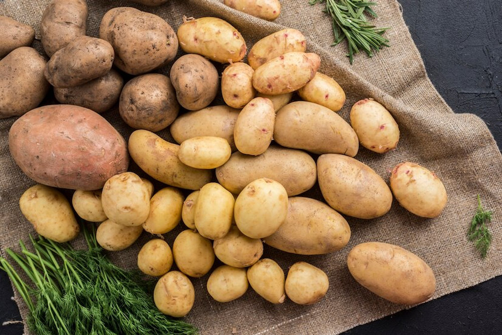 Пермские ученые создают уникальные технологии для роста картофеля