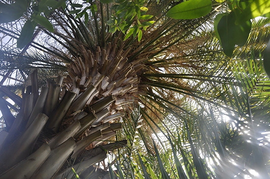123-летняя пальма профессора Генкеля получила статус памятника живой природы