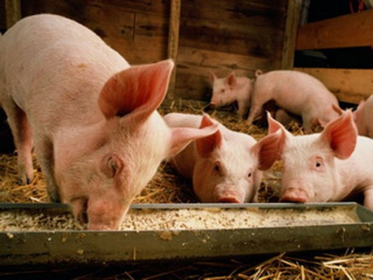 Во время борьбы с африканской чумой свиней пришлось уничтожить более 400 животных