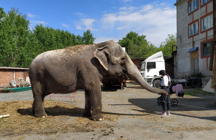  Судьба слонов, застрявших в пермском цирке, до сих пор неизвестна