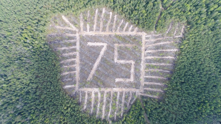 В Прикамье появилась цифра «75», состоящая из 3,5 тысяч елей