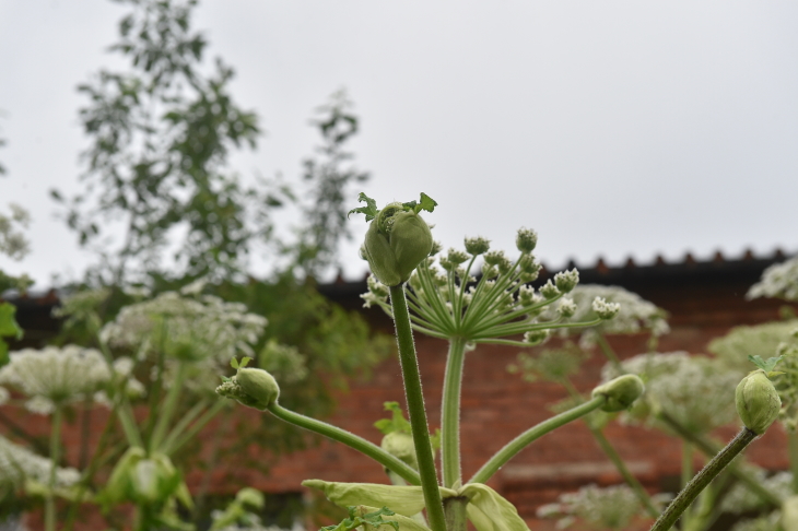 В Пермском крае борщевиком засорено порядка 59 тыс. га земель.