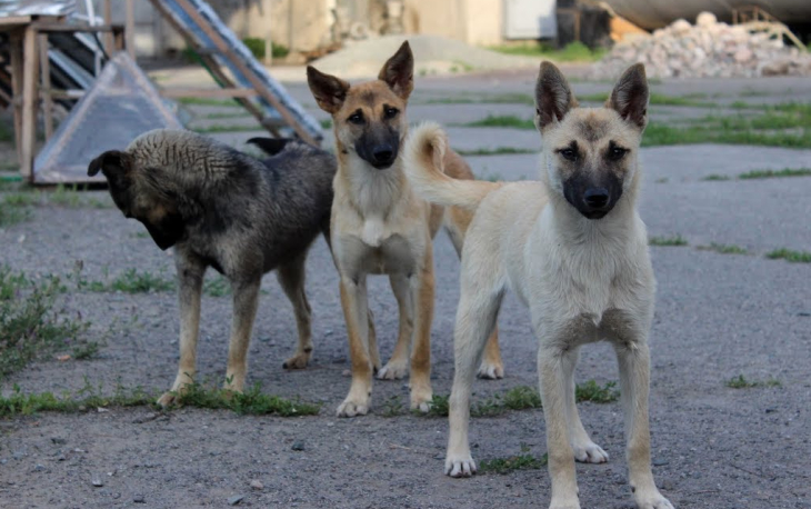 В одном из пермских приютов внезапно погибли более 100 собак