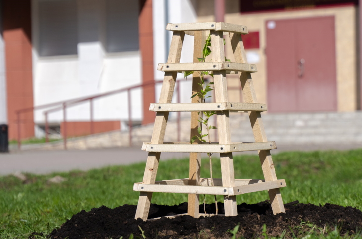 В Перми посадили легендарный «Тополь Победы»