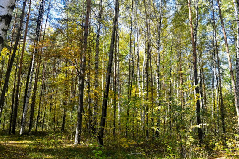 Черняевский лес