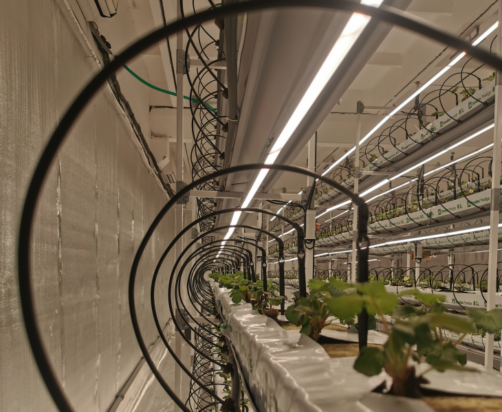 Сити-ферма для производства свежей клубники