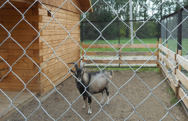 Мини-зоопарк на курорте «Усть-Качка» закрылся до получения лицензии