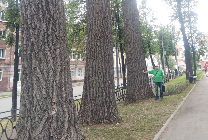 Пермяки начали составлять реестр самых больших деревьев в городе 