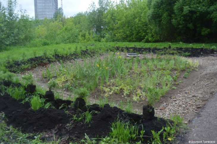 Дождевой сад