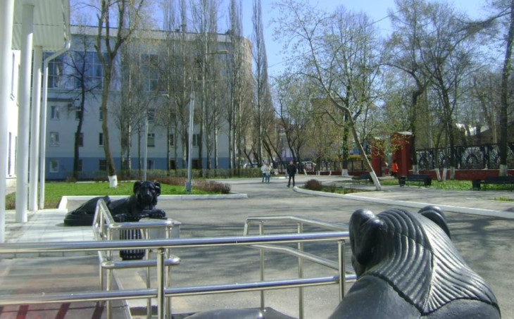 Львы
