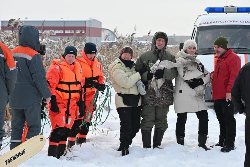 На территории Пермской ТЭЦ-9 спасли выводок лебедей