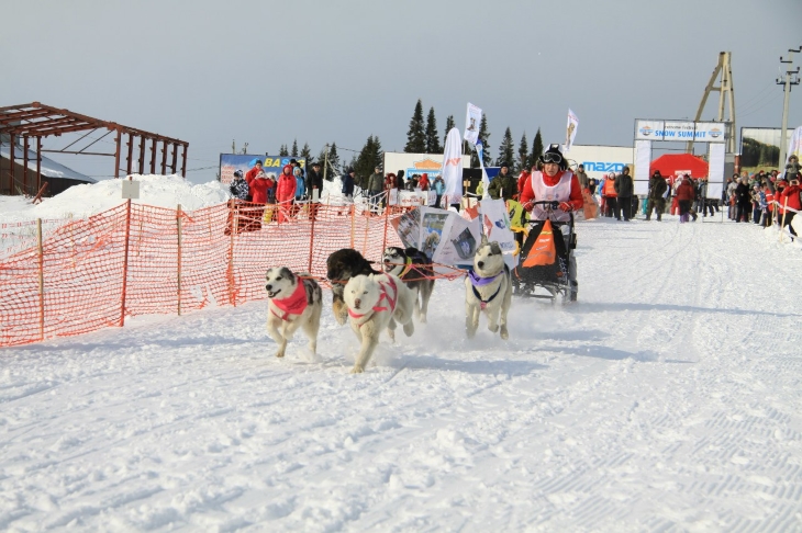 В выходные в Пермском крае пройдут гонки на собаках