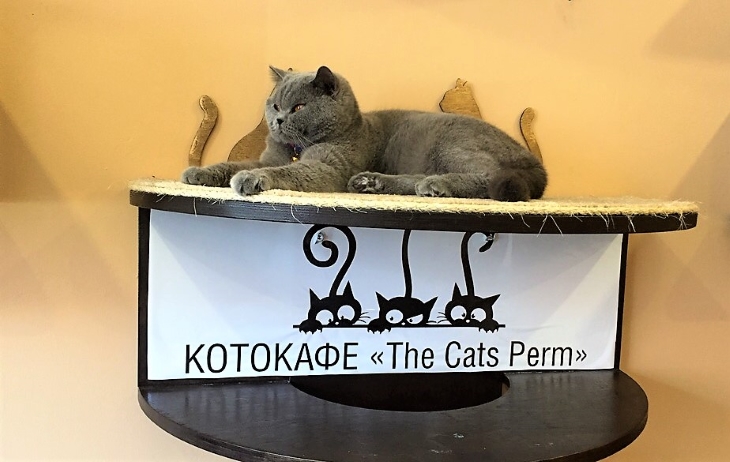 3 кота и 12 кошек: как живет единственное в Липецке котокафе - LipetskMedia