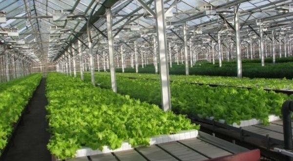 В Чусовом за 7 млрд рублей построят теплицу для выращивания огурцов и помидоров