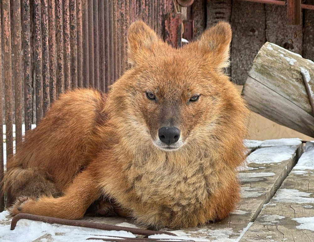 В зоопарк Перми прибыли три красных волка