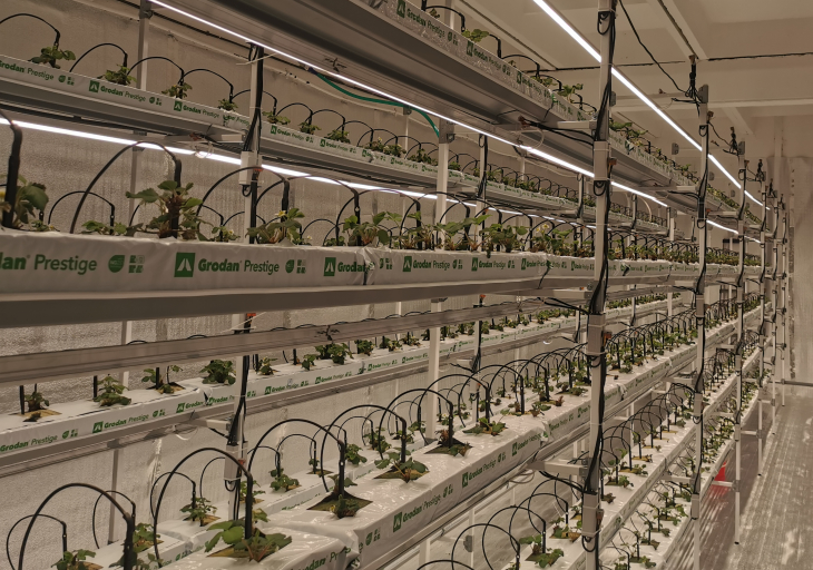 Сити-ферма для производства свежей клубники