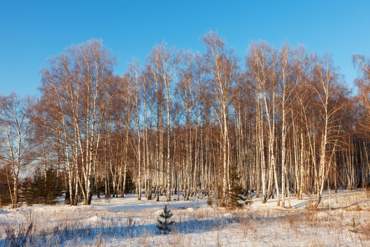Снег