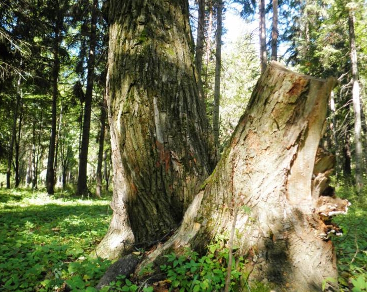 В пермских лесах можно найти вековые деревья