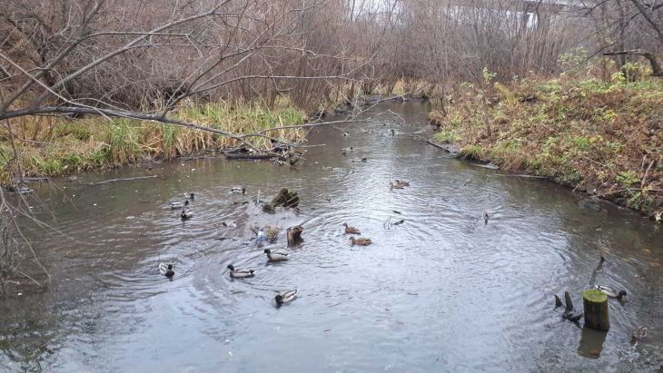В Перми представлены проекты благоустройства берегов Данилихи и Егошихи