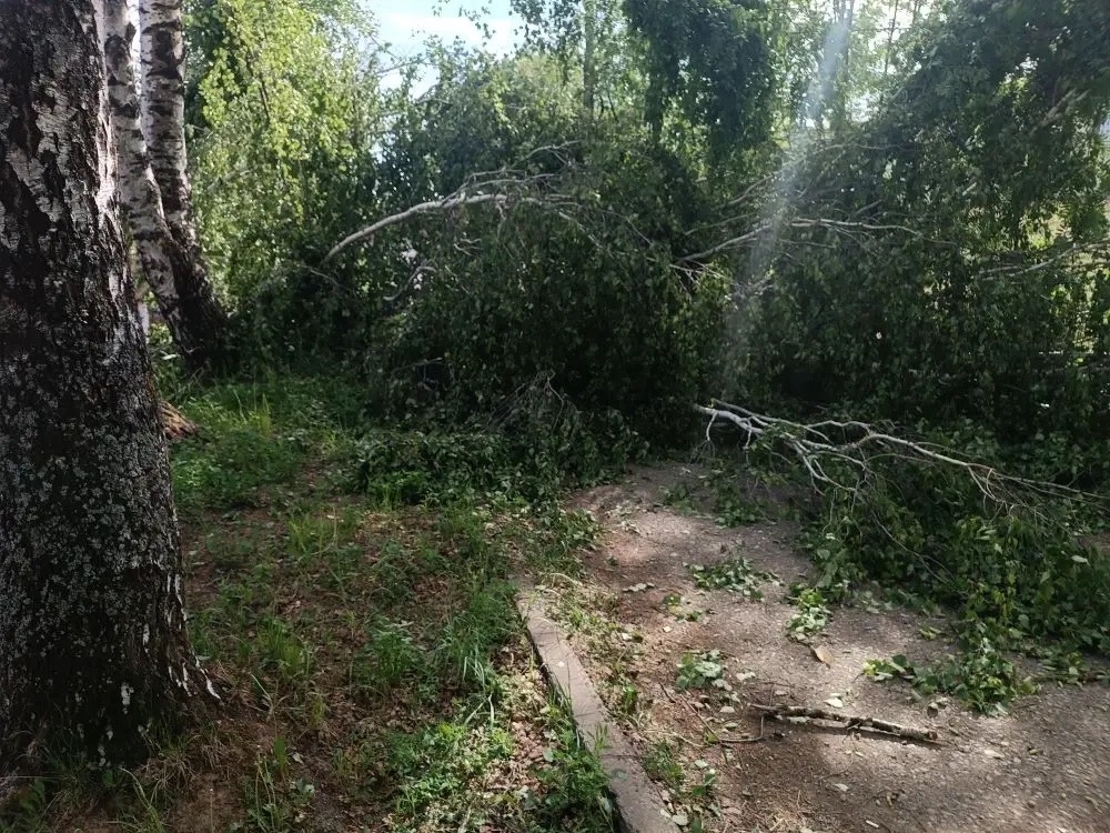 После гибели девушки из-за упавшего дерева в Прикамье возбуждено уголовное дело