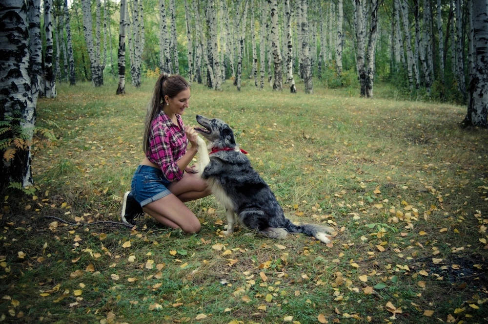 Театр собак