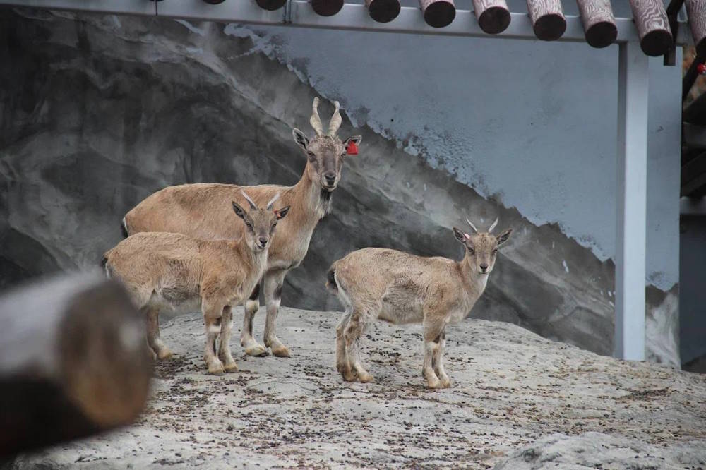 В Перми в новый зоопарк поступили новые обитатели