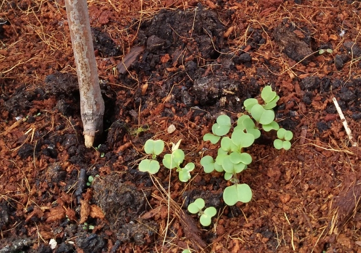 Пермские активисты открыли первый в городе Общественный огород. 