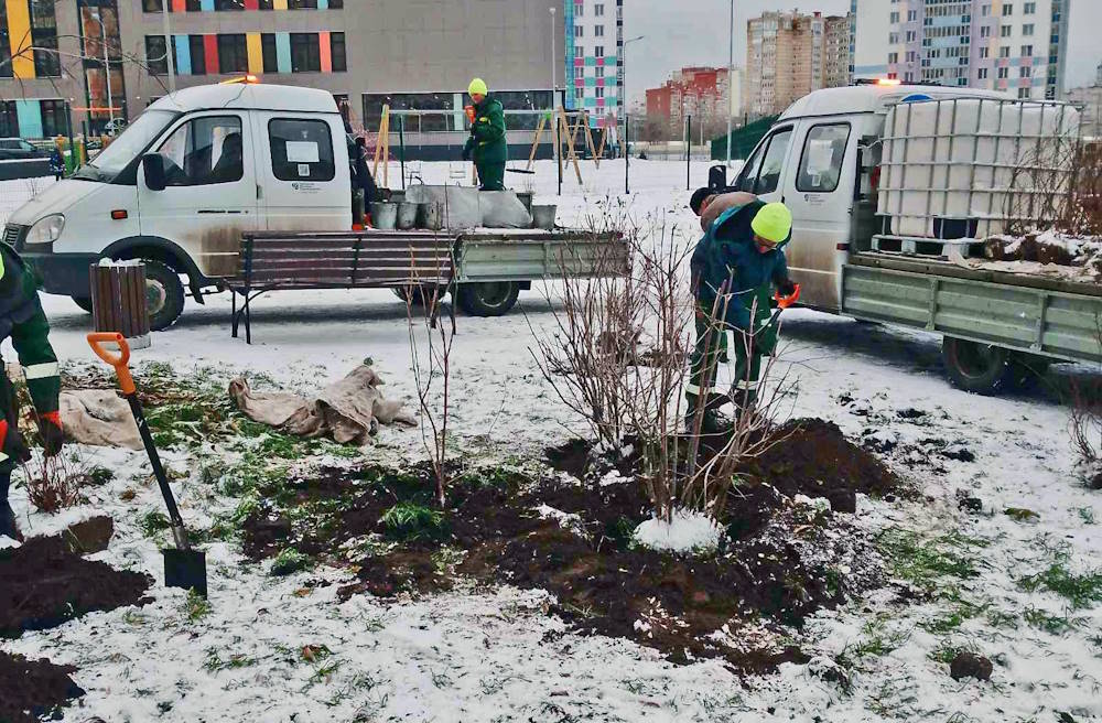 В Перми начали высаживать деревья и кустарники «под снег»