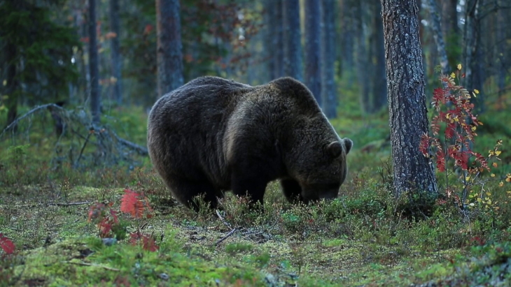 Из-за пожаров с Сибири в пермских лесах увеличилось число медведей