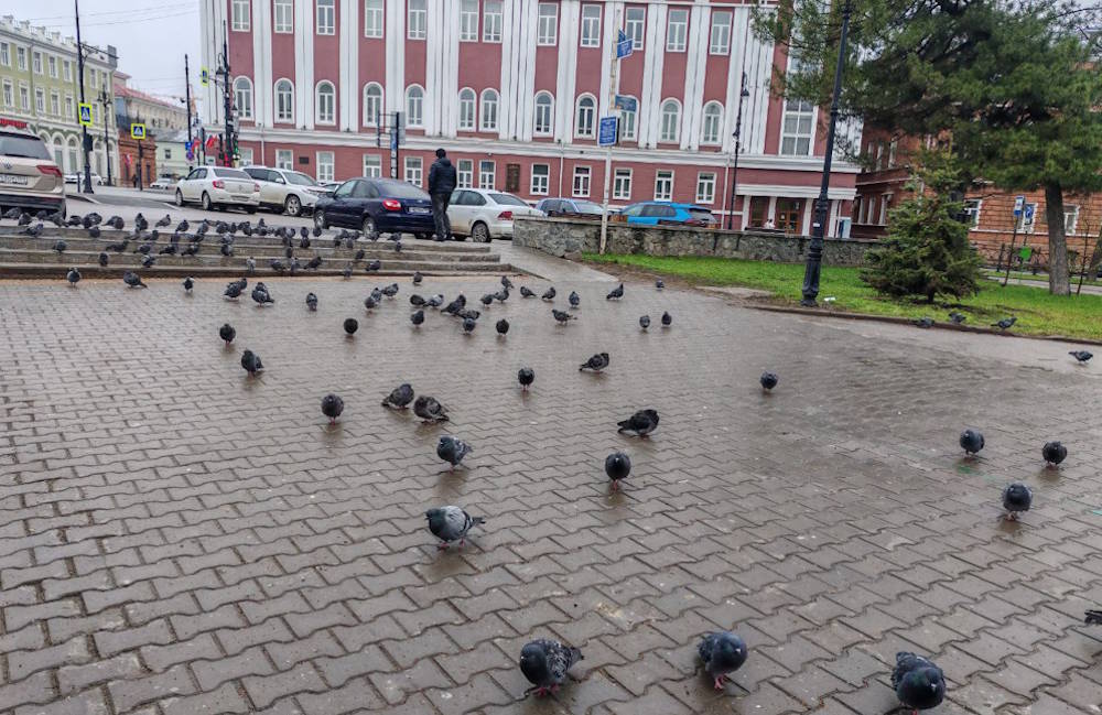 В центре Перми появились таблички, запрещающие кормить голубей