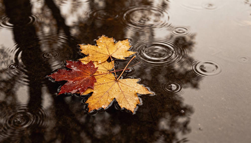 Циклоны будут влиять на погоду в Пермском крае в течение ближайшей недели