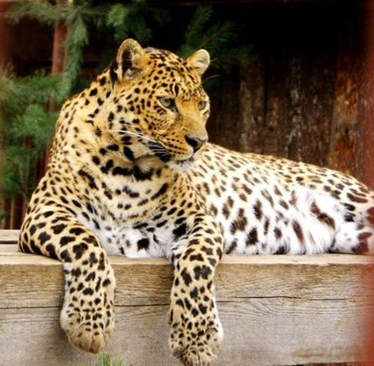 В пермском зоопарке умерла самка леопарда Линда.