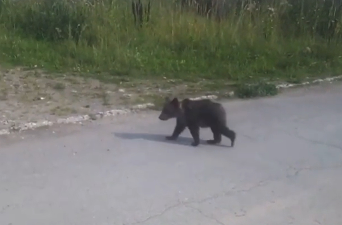 В Березниках по центру города бегает медвежонок