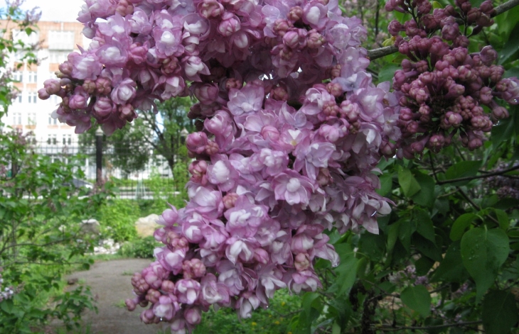 По вечерам в Перми будут проходить экскурсии по цветущему сиреневому саду