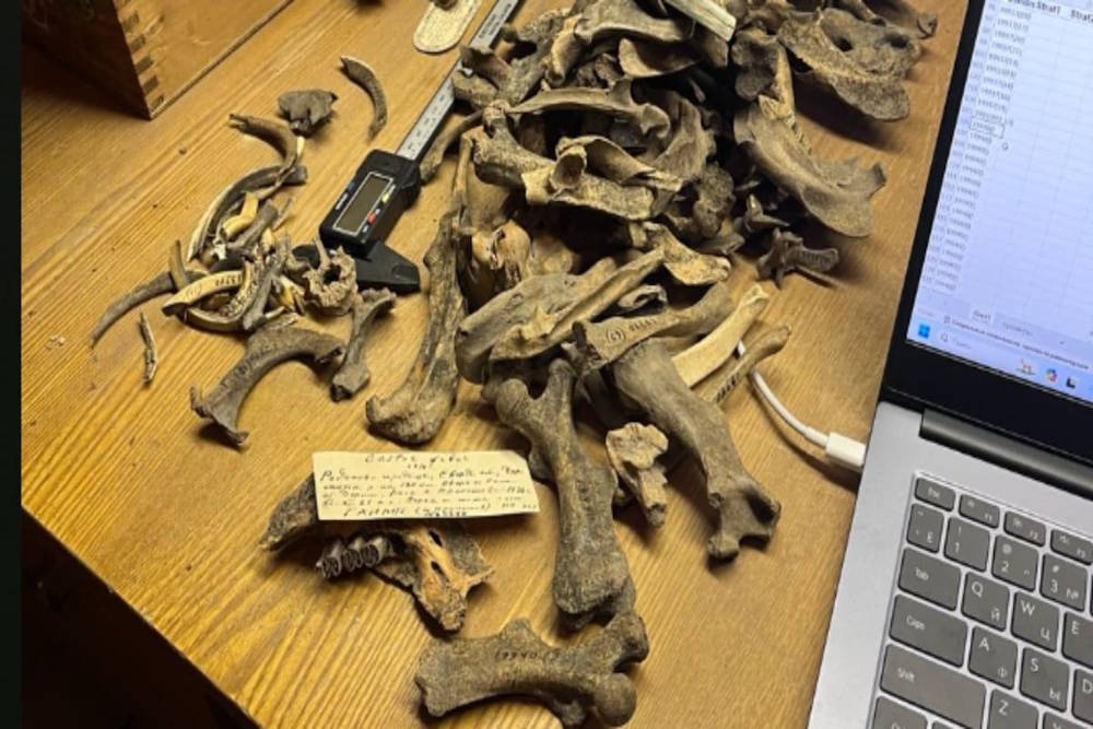 Ученые применили необычный метод, чтобы представить быт ранних жителей Прикамья