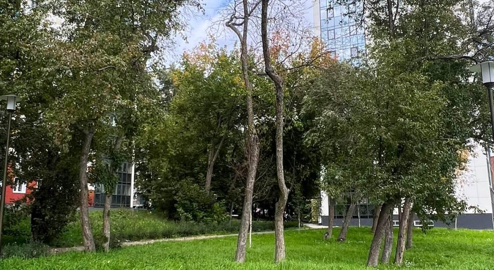 В центре Перми заменят сухие и аварийные деревья