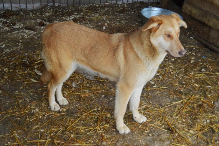 Уровень стерилизации бездомных собак в Перми доведут до 85%
